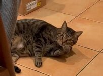 太り過ぎて家族から注意された猫　あまりにも「ふてぶてしい」態度にSNSでは13万人が大爆笑