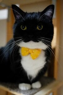 「毎日見たくてX開いちゃう」表情の変化が魅力的すぎる猫ちゃんが話題に！