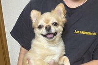 「抱っこする相手」によって表情と態度を変えるチワワ　「あまりの違い」に思わず笑ってしまう