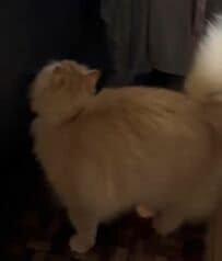 マグロがほしい猫がとった「ママへのアピール」　親子みたいな光景が12万再生