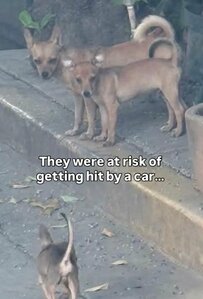 「このままでは車にはねられてしまう」と4匹の子犬を保護 それぞれの新しい幸せを目指す様子に反響
