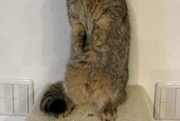 「まさか…次は僕！？」赤ちゃんの爪切りをしていたら　猫の反応に思わず笑ってしまう