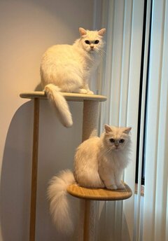 猫がベッドを占拠！「お、俺の寝る位置…」猫飼いの宿命とも言える見事な光景に笑ってしまう