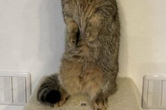 「まさか…次は僕！？」赤ちゃんの爪切りをしていたら　猫の反応に思わず笑ってしまう