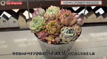エケベリアの多肉弁当】パックに入った多肉植物をおしゃれな寄せ植えに