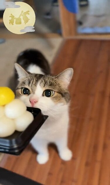 猫と一緒に「お月見」をしようとした飼い主 団子を見せた直後の展開に