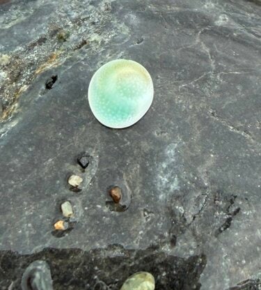 新潟県の海岸で発見した「謎の石」を思わず二度見！まさかの正体に 