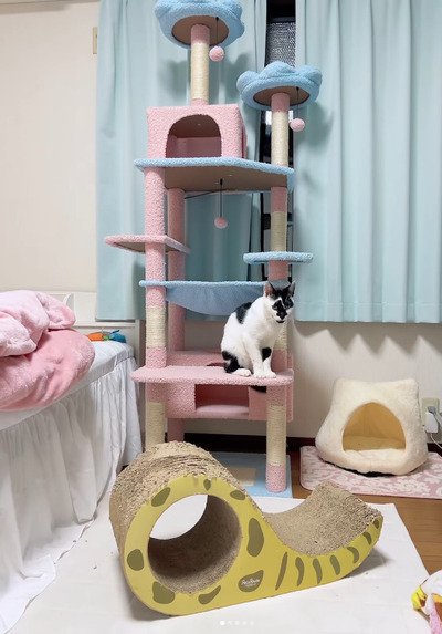 キャットタワーにちょこんとおすわりする、猫のモモちゃん