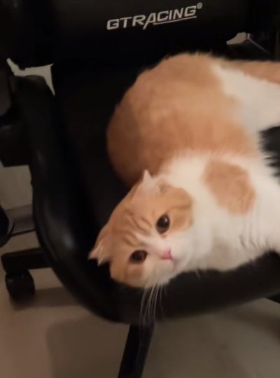 お気に入りの場所でくつろぐ猫ちゃん
