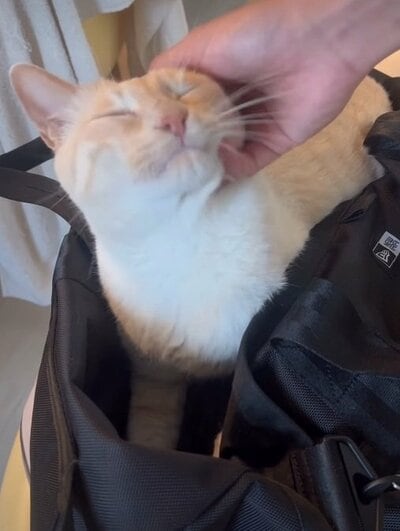 撫でてもらい嬉しそう