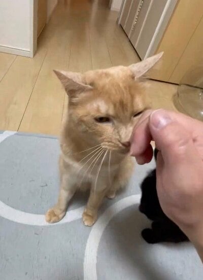 気持ちよさそうに撫でられてます