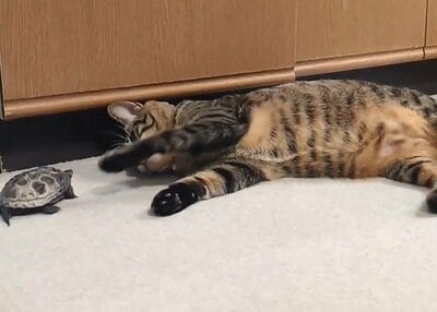 仲良くじゃれ合う2匹