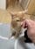 「嫉妬！？」うっとり顔の茶トラ猫と飼い主の間に割り込む黒猫の行動に笑ってしまう