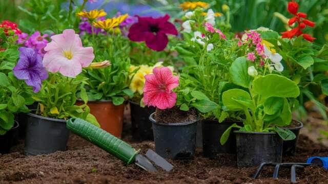 植えっぱなしOK「多年草・宿根草」＆長く花咲く「一年草」｜違いを知って一年中華やかな庭づくり