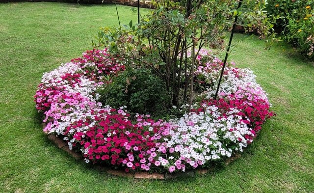 園芸歴25年ガーデナーが「夏の前に植えてよかった！」猛暑に負けず8月も満開に咲き誇る《夏の花》3選。今が植えどき！