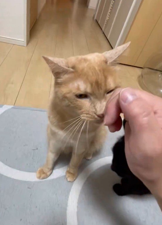 「嫉妬！？」うっとり顔の茶トラ猫と飼い主の間に割り込む黒猫の行動に笑ってしまう