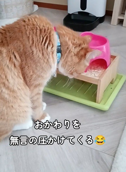 「なかなかの圧ですなぁ」おかわりが欲しい猫が見せた人間くさい表情に笑ってしまう