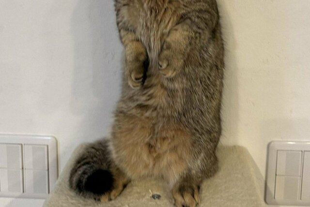 「まさか…次は僕！？」赤ちゃんの爪切りをしていたら　猫の反応に思わず笑ってしまう