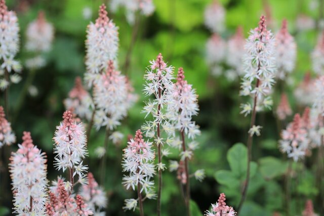 【狭い庭でも植えっぱなし】コンパクトに育つ《秋植え多年草・球根植物》10選！日陰向きの植物も