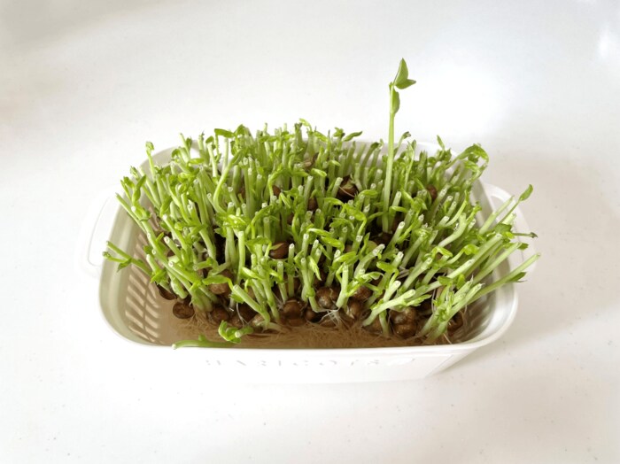 豆苗プランターを使い始めて3日目。少しずつ新しい芽が出てきました