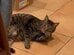 太り過ぎて家族から注意された猫　あまりにも「ふてぶてしい」態度にSNSでは13万人が大爆笑