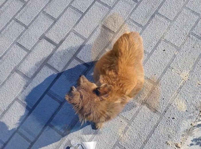 「それでも彼女は笑顔を絶やさなかった」お腹が大きく膨れ上がり彷徨っていた犬、安楽死も検討された重体からの回復ぶりに反響
