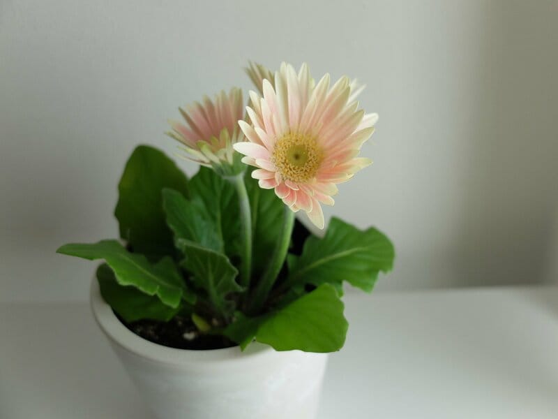 セリア、ストーン風プランター筆者撮影写真