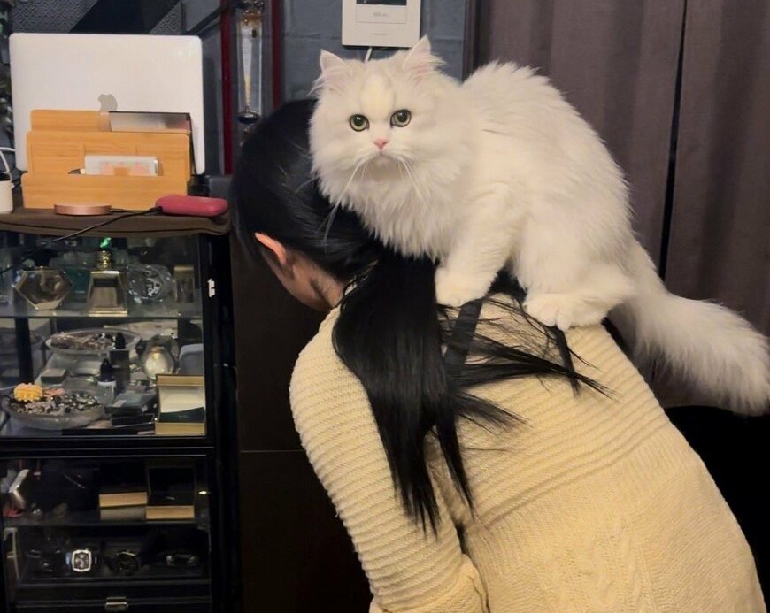 出所：@NEKOLAND13