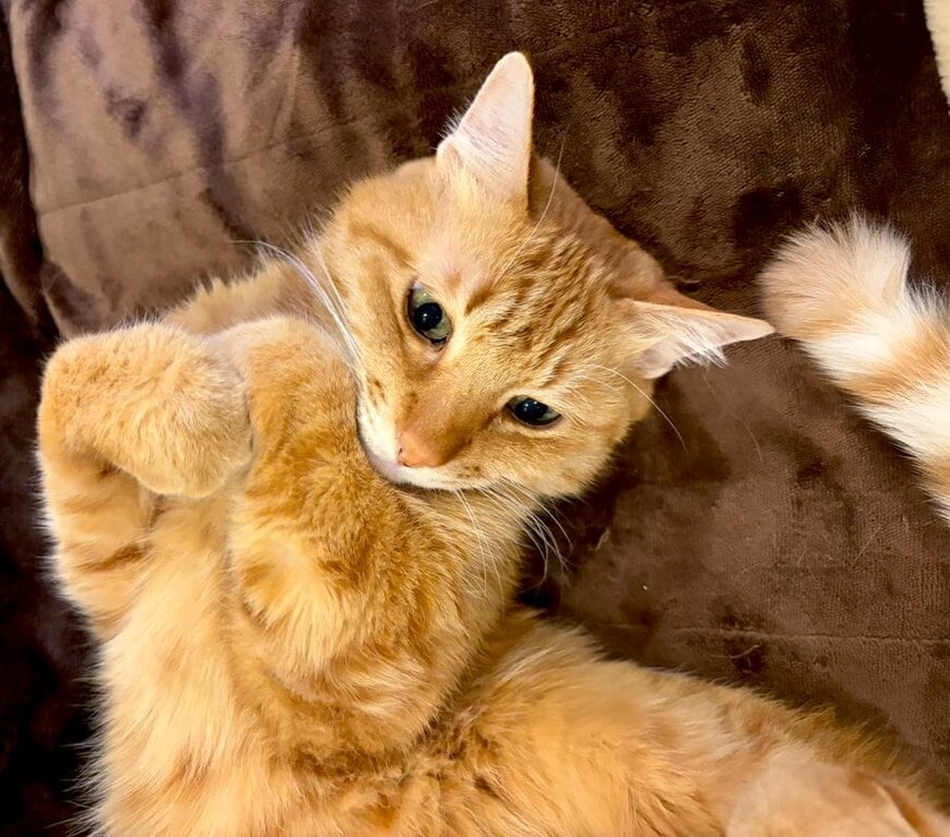 出所：@Adonis_Beginner