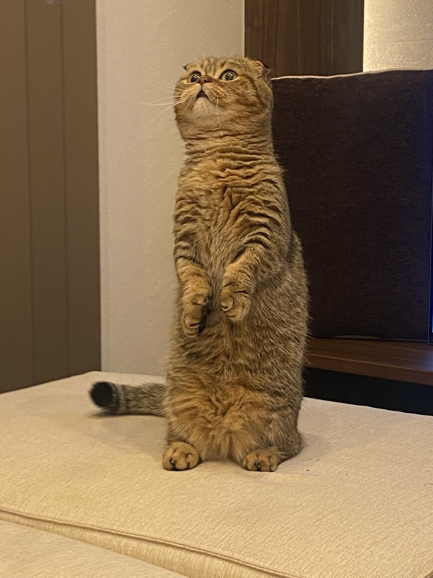 出所：@ponpokopontanu