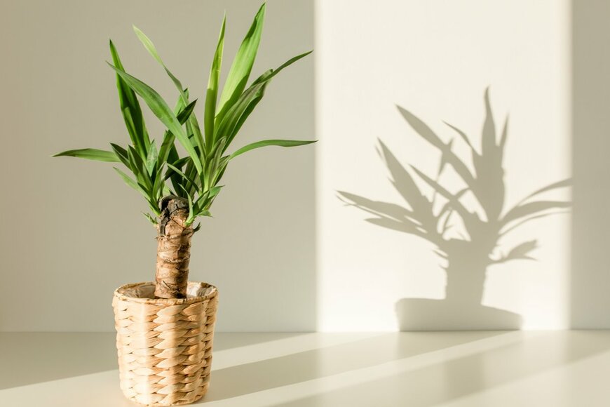 K.Decor/shutterstock.com