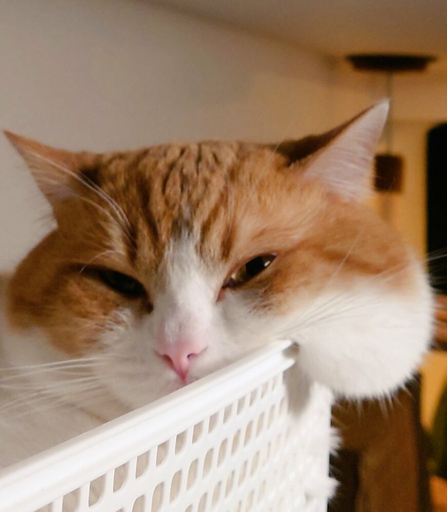 出所：@ochamarusan0126