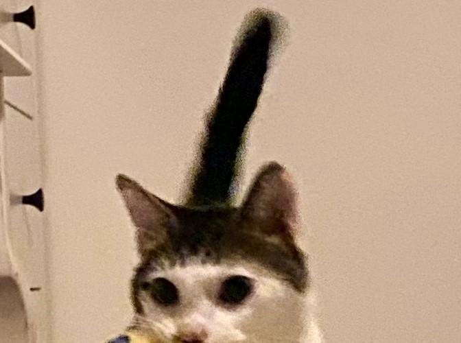 出所：@Saeroyi_cat