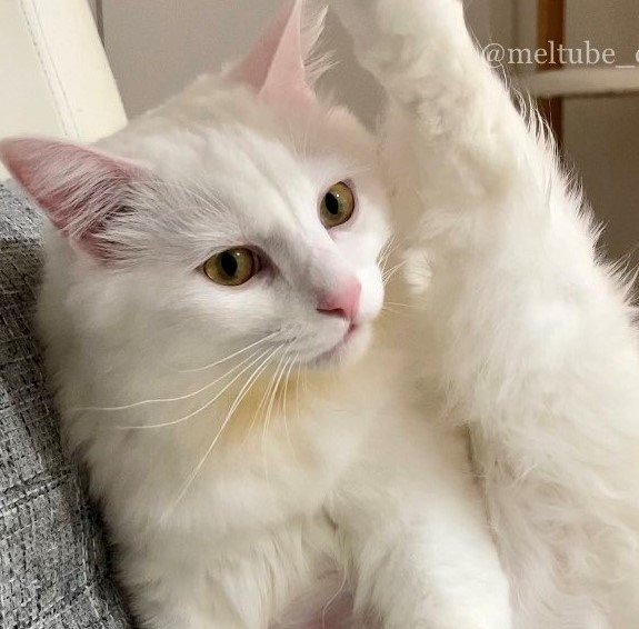 出所：@meltube_cat