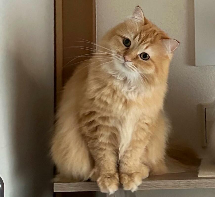 出所：@NEKOLAND13