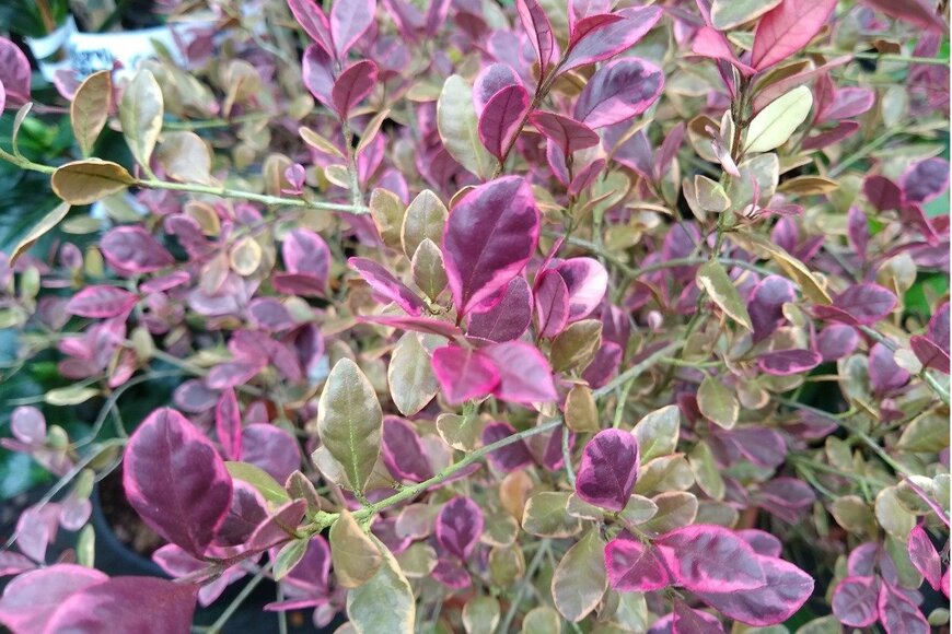 ロフォミルタス・マジックドラゴン　John Caley/istockphoto.com