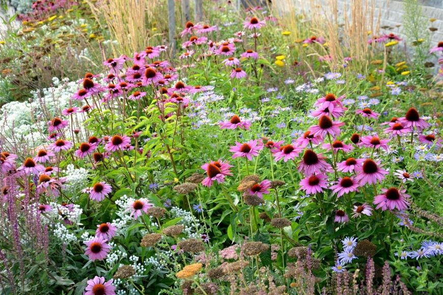 【植えっぱなしガーデニング】手間いらずでも毎年花咲く、今年植えてみたい宿根草オススメ6選