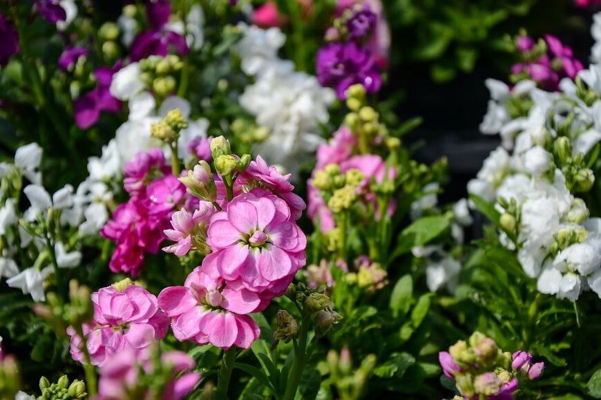 liu yu shan/shutterstock.com