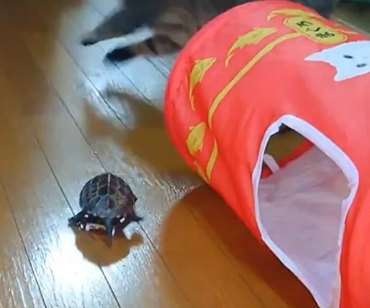 出所：@Mh0MLiErcV8E97C