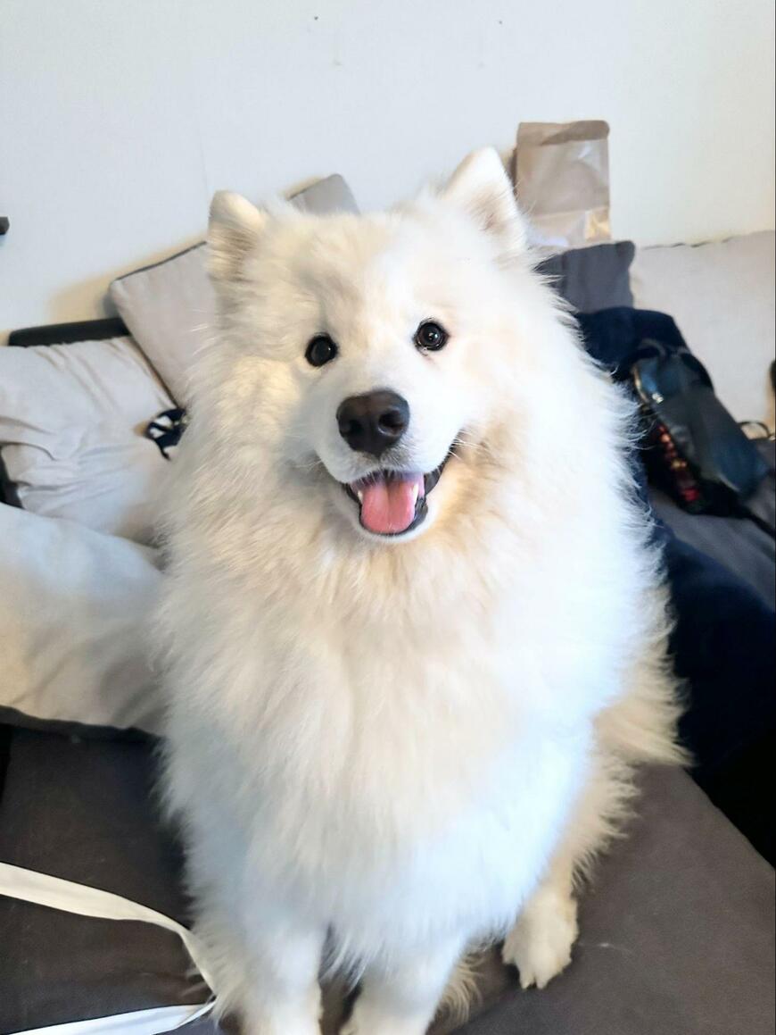 出所：@samoedsoran