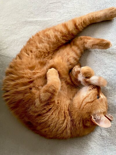 出所：@Adonis_Beginner