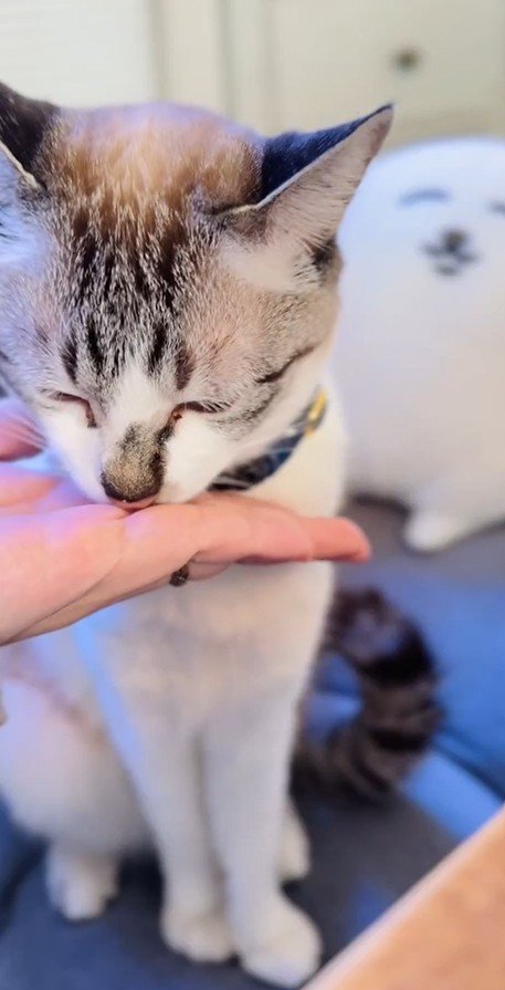 出所：@piennekomint