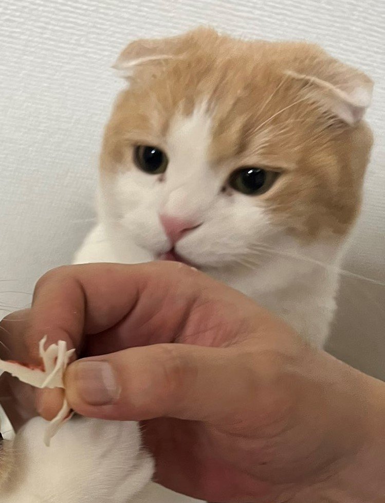 出所：@torotolo106106