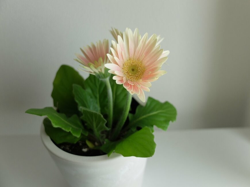 筆者撮影／セリア、ストーン風プランター