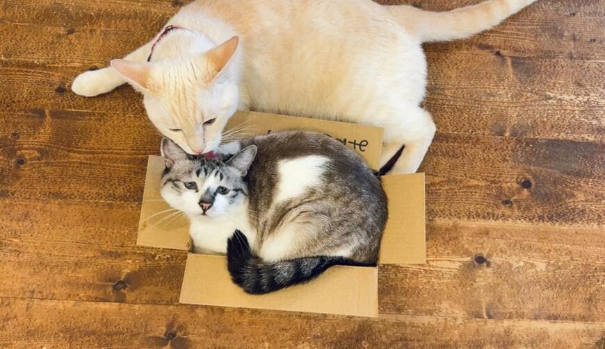 出所：@piennekomint