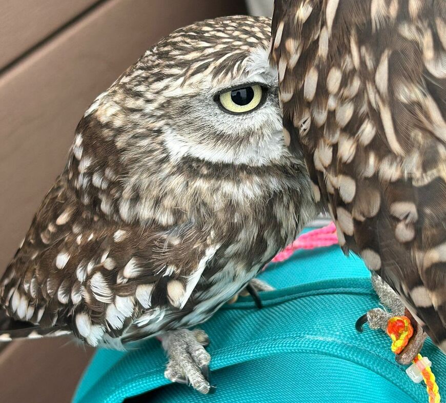 【虚無なフクロウ】同居フクロウに顔を近づけると…なんとも言えない表情に爆笑！
