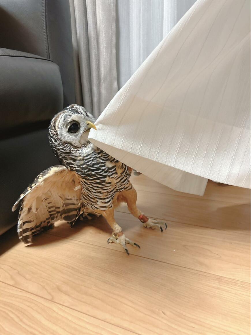 出所：@kanata_akas