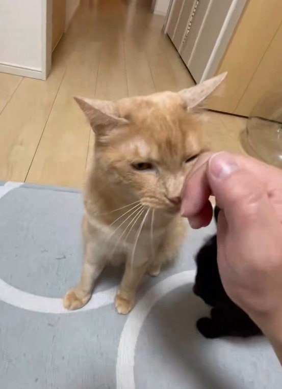 「嫉妬！？」うっとり顔の茶トラ猫と飼い主の間に割り込む黒猫の行動に笑ってしまう