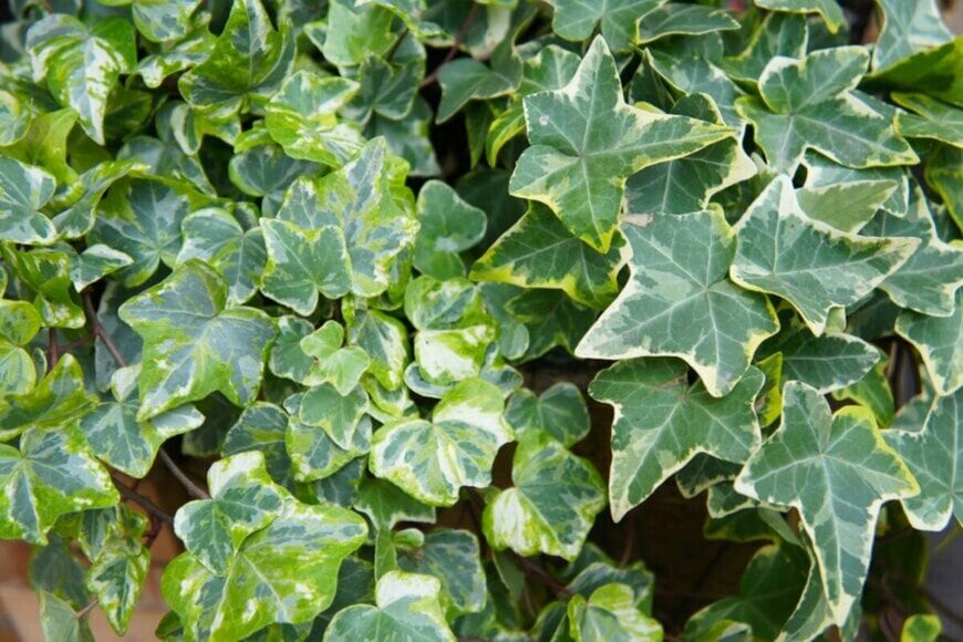 mizy/shutterstock.com