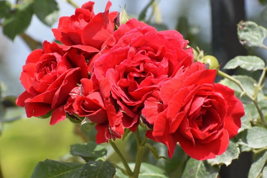 JanBeZiemi/shutterstock.com